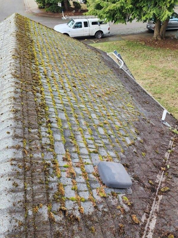 Moss Removal