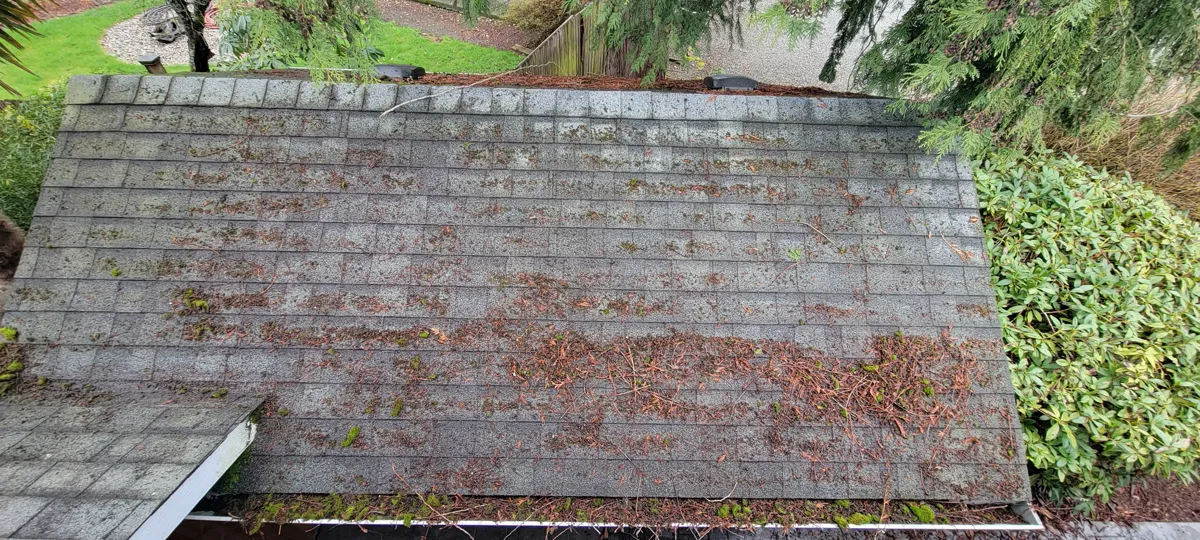 Moss removal service